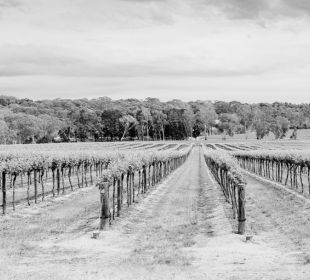 Regional Visit to Tanunda